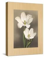 Tulipani-Andrea Trivelli-Stretched Canvas