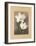 Tulipani-Andrea Trivelli-Framed Art Print