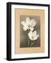 Tulipani-Andrea Trivelli-Framed Art Print