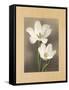 Tulipani-Andrea Trivelli-Framed Stretched Canvas