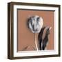Tulipano Almond-Bill Philip-Framed Giclee Print