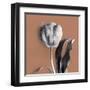 Tulipano Almond-Bill Philip-Framed Giclee Print