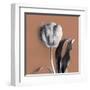 Tulipano Almond-Bill Philip-Framed Giclee Print