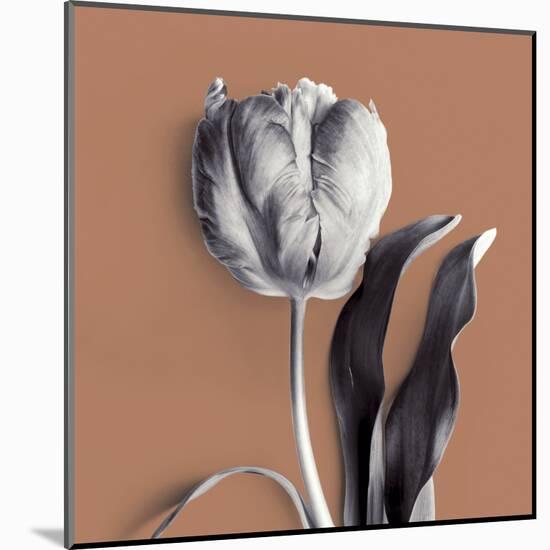 Tulipano Almond-Bill Philip-Mounted Giclee Print