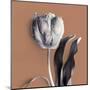 Tulipano Almond-Bill Philip-Mounted Giclee Print