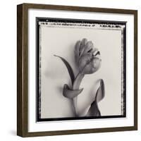 Tulipano Bontanica I-Bill Philip-Framed Giclee Print