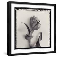 Tulipano Bontanica I-Bill Philip-Framed Giclee Print