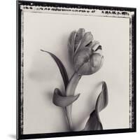 Tulipano Bontanica I-Bill Philip-Mounted Giclee Print