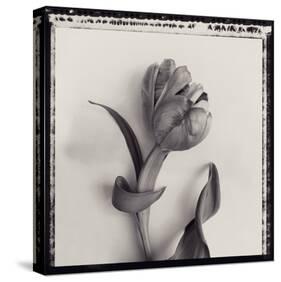 Tulipano Bontanica I-Bill Philip-Stretched Canvas