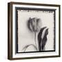 Tulipano Bontanica II-Bill Philip-Framed Giclee Print