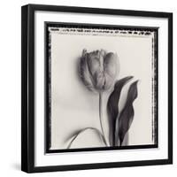 Tulipano Bontanica II-Bill Philip-Framed Giclee Print