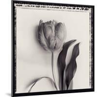 Tulipano Bontanica II-Bill Philip-Mounted Giclee Print