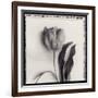 Tulipano Bontanica II-Bill Philip-Framed Giclee Print