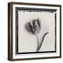 Tulipano Bontanica III-Bill Philip-Framed Giclee Print