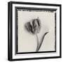 Tulipano Bontanica III-Bill Philip-Framed Giclee Print