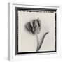 Tulipano Bontanica III-Bill Philip-Framed Giclee Print