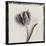 Tulipano Bontanica III-Bill Philip-Stretched Canvas