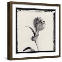 Tulipano Bontanica IV-Bill Philip-Framed Giclee Print