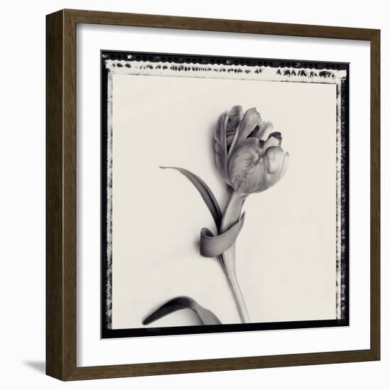 Tulipano Bontanica IV-Bill Philip-Framed Giclee Print