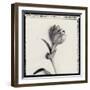 Tulipano Bontanica IV-Bill Philip-Framed Giclee Print