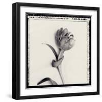 Tulipano Bontanica IV-Bill Philip-Framed Giclee Print