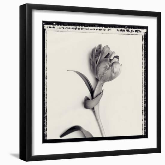 Tulipano Bontanica IV-Bill Philip-Framed Giclee Print