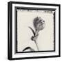 Tulipano Bontanica IV-Bill Philip-Framed Giclee Print