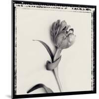 Tulipano Bontanica IV-Bill Philip-Mounted Giclee Print