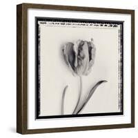 Tulipano Bontanica V-Bill Philip-Framed Giclee Print