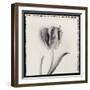 Tulipano Bontanica V-Bill Philip-Framed Giclee Print