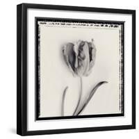 Tulipano Bontanica V-Bill Philip-Framed Giclee Print