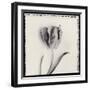 Tulipano Bontanica V-Bill Philip-Framed Giclee Print