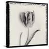 Tulipano Bontanica V-Bill Philip-Stretched Canvas