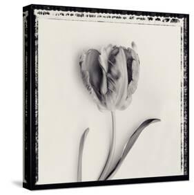 Tulipano Bontanica V-Bill Philip-Stretched Canvas