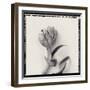 Tulipano Bontanica VI-Bill Philip-Framed Giclee Print