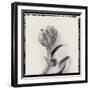 Tulipano Bontanica VI-Bill Philip-Framed Giclee Print