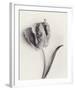 Tulipano Botanica Arc-Bill Philip-Framed Premium Giclee Print