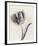 Tulipano Botanica Arc-Bill Philip-Framed Premium Giclee Print