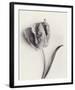 Tulipano Botanica Arc-Bill Philip-Framed Premium Giclee Print