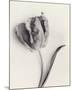 Tulipano Botanica Arc-Bill Philip-Mounted Premium Giclee Print