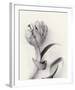 Tulipano Botanica Embrace-Bill Philip-Framed Premium Giclee Print