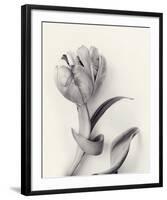 Tulipano Botanica Embrace-Bill Philip-Framed Premium Giclee Print