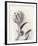 Tulipano Botanica Embrace-Bill Philip-Framed Premium Giclee Print