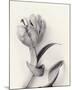 Tulipano Botanica Embrace-Bill Philip-Mounted Premium Giclee Print