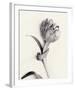 Tulipano Botanica Enfold-Bill Philip-Framed Premium Giclee Print