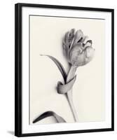 Tulipano Botanica Enfold-Bill Philip-Framed Premium Giclee Print