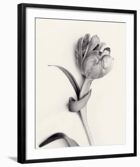 Tulipano Botanica Enfold-Bill Philip-Framed Premium Giclee Print