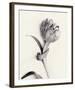 Tulipano Botanica Enfold-Bill Philip-Framed Premium Giclee Print