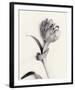 Tulipano Botanica Enfold-Bill Philip-Framed Premium Giclee Print