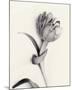 Tulipano Botanica Enfold-Bill Philip-Mounted Premium Giclee Print